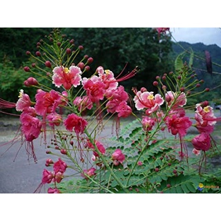30 เมล็ด หางนกยูงฝรั่ง ดอกสีชมพู Flame Flamboyant, Royal Poinciana