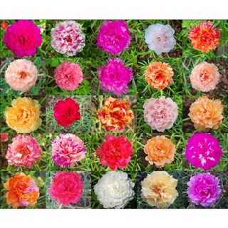🎉เลือกสีได้ 🎀 คุณนายตื่นสาย แพรเซี่ยงไฮ้ แหวนเพชร🍀ขั้นต่ำ20กิ่ง🌱 กิ่งพร้อมปลูก **ขออนุญาตแยกสีให้ตั้งแต่5กิ่งขึ้นไปค่ะ**