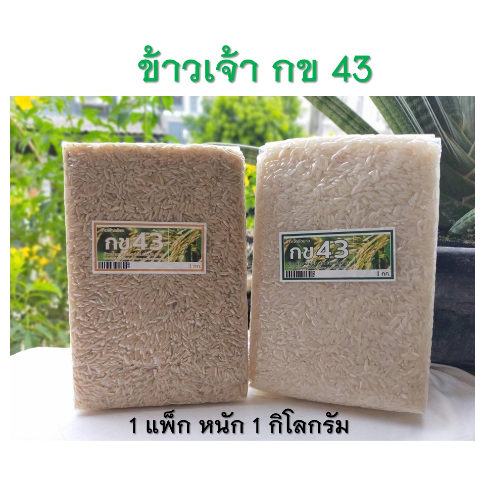 ข้าว กข 43 ข้าวเจ้ากล้องและข้าวเจ่้าขัดขาว กข 43 นำ้ตาลน้อย น้ำหนัก 1 กิโลกรัม