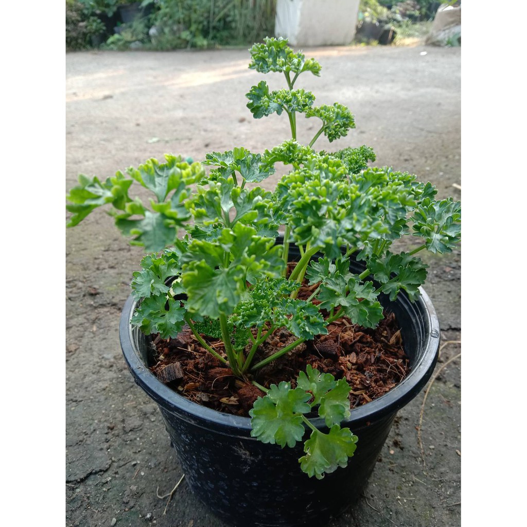 ต้นพาร์สลี่ย์ พาร์สลี่ย์  Parsley (ใบหยิก)กระถ่าง 6 นิ้ว