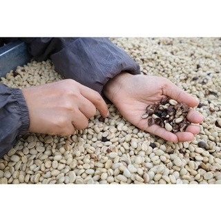 PB Peaberry Full city+ Roast 1,000g. พีเบอรี่” คั่วกลางค่อนเข้ม ดอยปางขอน”ส่งไว คั่วสดใหม่