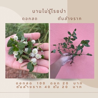 ดอกบานไม่รู้โรยป่า ดอกสด และต้นสำหรับปลูก ปลอดสารพิษ (ส่งแบบล้างราก)  100 ดอก 20 บาท ใส่เกิน 100 ดอก 🌿 ต้น 40 ต้น 20 บาท