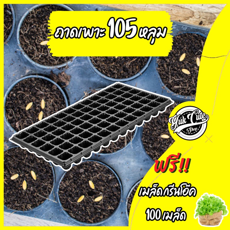 ถาดเพาะชำ105หลุม ถาดเพาะ