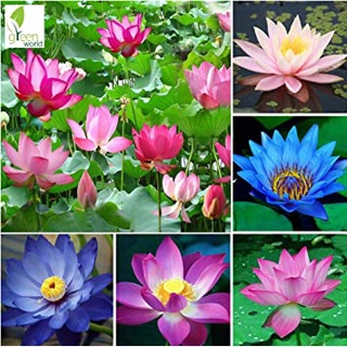 8 เมล็ด เมล็ดบัว คละสี ตัดหัวแล้ว งอกแน่ ของแท้ 100% เมล็ดพันธุ์ ดอกบัว ปลูกบัว เม็ดบัว Lotus seeds.