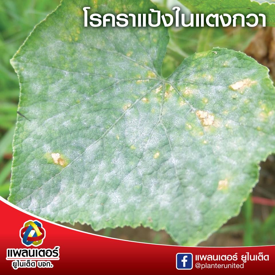 แคปแทน 50 หัววัว ขนาด 1 กก 💥 แคปทาไซด์ แคปแทน แคปทาไซด์ 50 สารป้องกันเชื้อรา ยากันรา พร้อมส่งจ้า - รูปที่ 5