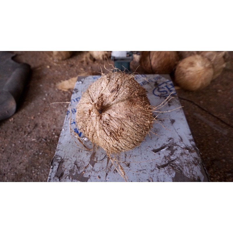 มะพร้าวแก่สำหรับคั้นกะทิ/ทึนทึก หนัก1 กิโล++