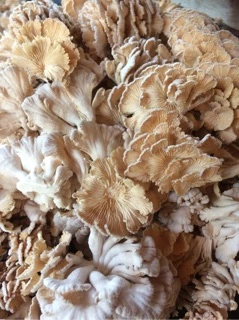 เห็ดแครงสด Spilt gill mushroom