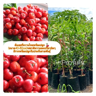 ต้นเชอรี่หวานไทยพร้อมปลูก 🍒  (ขนาด40-80cm)รสชาติหวานอมเปรี้ยวนิดๆ  มีรากพร้อมปลูกรับประกันสายพันธุ์