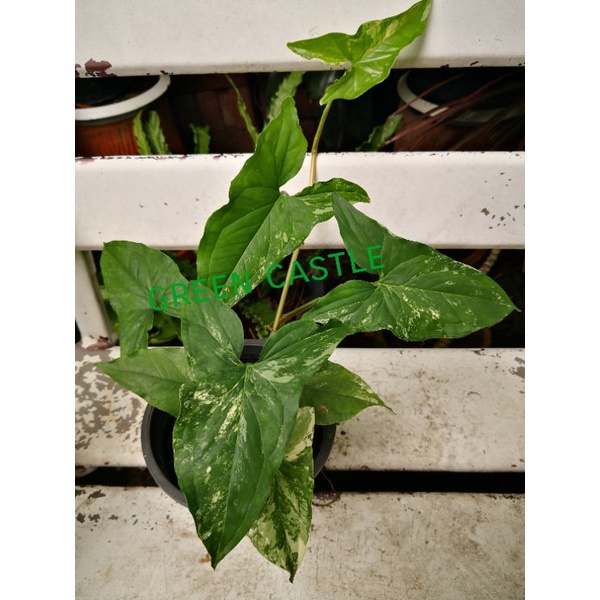 เงินไหลมาด่างขาว ต้นไม้  Syngonium podophyllum