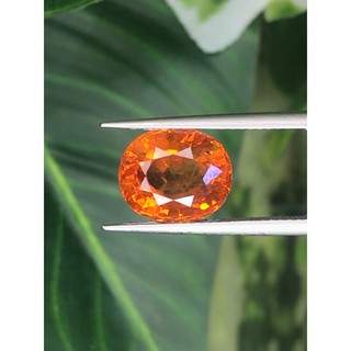 พลอย บุษราคัม (Yellow Sapphire) 5.49 กะรัต (Cts.) หมากสุก