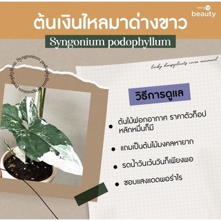 เงินไหลมาด่างขาว🌱 ไม้มงคล ลายชัดสวย ไม้ด่างราคาน่ารัก📮พร้อมส่งค่า