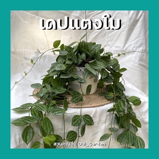 ต้นเดปแตงโม กระถาง4นิ้ว/พันตุ้มมะพร้าว คัดสวยๆ พร้อมลวดแขวน ห้อยระย้า ต้นไม้ฟอกอากาศ