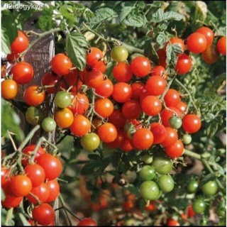 เมล็ดพันธุ์ มะเขือเทศ เชอรี่ เชอรี่เรด (Red Tomato)บรรจุ 50 เมล็ด ผลกลมแดง ดก รสชาติหวานอมเปรี้ยว
