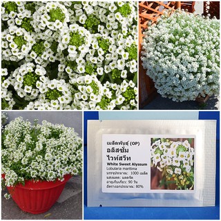 เมล็ดพันธุ์ ดอก อลิสซั่ม ไวท์สวีท (White Sweet Alyssum Seed) บรรจุ 1000 เมล็ด คุณภาพดี ราคาถูก ของแท้ 100%