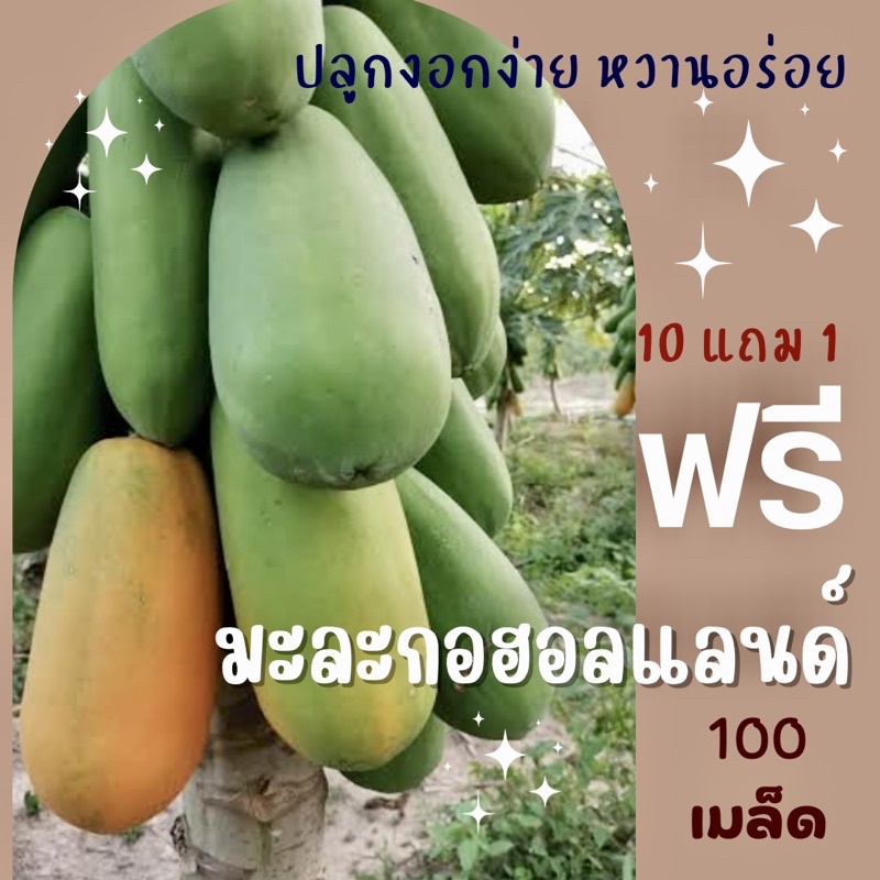เมล็ดพันธุ์ มะละกอฮอลแลนด์ 100 เมล็ด Papaya Holland มะละกอ (ซื้อ 10 แถม 1 คละอย่างได้)