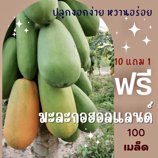 ⚡️โค้ด ""EWD2VV" เมล็ดพันธุ์ มะละกอฮอลแลนด์ 100 เมล็ด Papaya Holland มะละกอ (ซื้อ 10 แถม 1 คละอย่างได้)