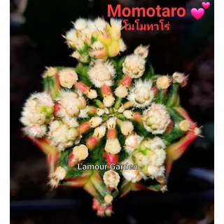 หน่อเด็ดสด แคคตัส (Gymno) "Momotaro" (โมโมทาโร่) 💕