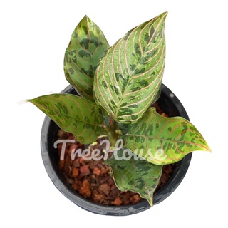 เรดอาร์มี่ (Aglaonema red army) กระถาง 8 นิ้ว (Rare item)