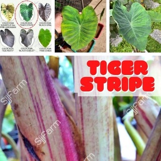 1 ต้น Colocasia Tiger Stripe บอนลายเสือ บอนป่าหายาก ลายต้นสวยชัด ลายใบโดดเด่น ปลูกประดับสวยงาม ส่งแบบตัดใบ