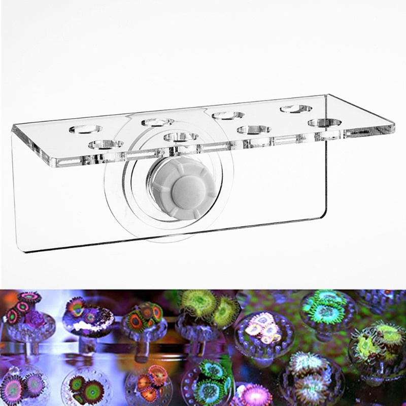 (ส่วนลดสูง)onrounda.ph ชั้นวางคอรัลอะคริลิคสําหรับพิพิธภัณฑ์สัตว์น้ําถ้วยดูดทรงพลังถือปลั๊กได้สูงสุด