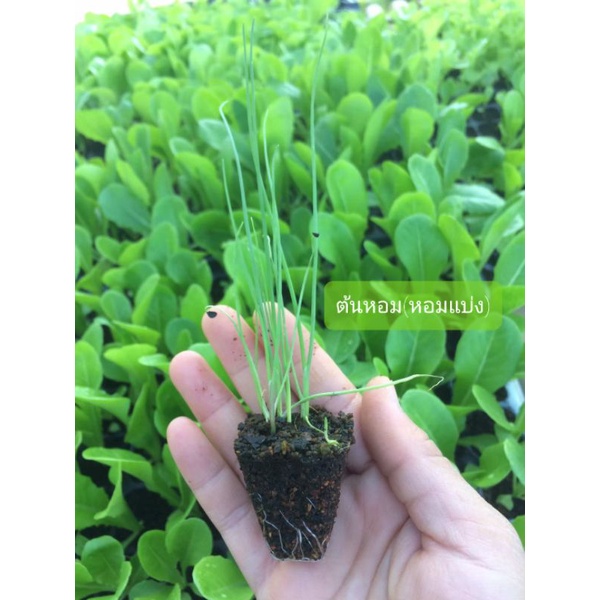 ต้นกล้าต้นหอม(หอมแบ่ง)🌱(ราคา 1 กอ =9บาท) พร้อมส่ง!!ไม่พรีออเดอร์** - รูปที่ 4