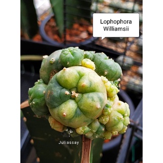 Lophophora Williamsii variegata สวยๆ หน่อเด็ดสด cactus