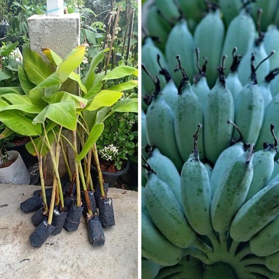 ต้นกล้วย สายพันธุ์ น้ำว้านวลจันทร์ จัดส่งพร้อมถุง 6 นิ้ว ลำต้นสูง 30 ซม