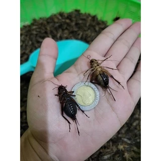 จิ้งหรีดไข่ สดๆ เลี้ยงเอง ❌อ่านรายละเอียดก่อนสั่ง❌