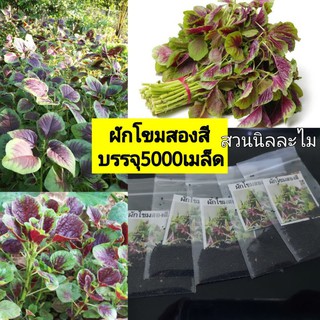 เมล็ดพันธุ์ผักโขมสองสี5000เมล็ด(มีเก็บเงินปลายทาง)