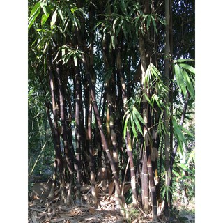 ไผ่ดำติมอร์ ไผ่ดำลาโก้ Bambusa lako as Timor black bamboo พร้อมจัดส่ง