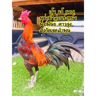 ขายไข่เชื้อพม่ารำวงแข้งหน้าสำหรับตีไทย