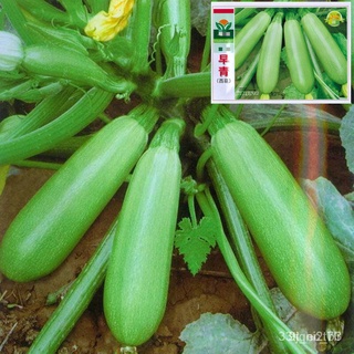 เมล็ด ขายดี/เมล็ดซูกินีเขียว 25-30เมล็ด zucchini  สายพันธุ์ OP ****ศึกษาวิธีปลูกได้รายละเอียดสิ/อินทรีย์ คละ สวนครัว ดอก