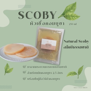 Kombucha Scoby &amp; Starter Liquid 250ml ◉ แผ่นสโคบีและน้ำตั้งต้นหมักคอมบูชา