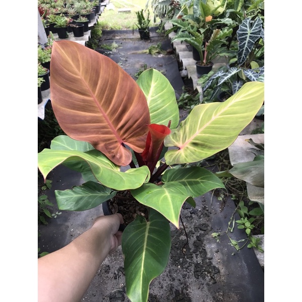 ฟิโลเดนดรอน เชอร์รี่เรด Philodendron sp. กุมารแดงเรียกทรัพย์