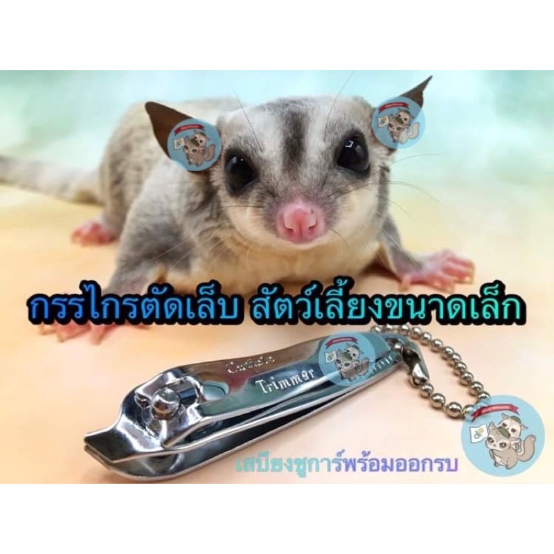 V ( กรรไกรสแตนเลสปลายเฉียง )​ ขนาดเล็ก​ จิ๋ว​ มินิ​ สัตว์เลี้ยง​ สัตว์เล็ก​ ชูการ์​ กระรอก​ สุนัข​ แมว​ บุชเบบี้​