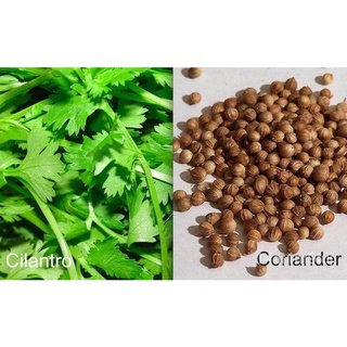 CORIANDER / CILANTRO / WANSOY - HERBS SEEDS (185 seeds) กางเกง/สวน/หมวก/ผักชี/แอปเปิ้ล/ผู้ชาย/ผักกาดหอม/เด็ก/บ้านและสวน/