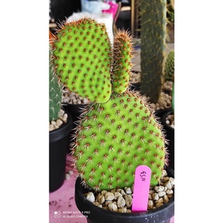 Opuntia Pycnantha N53หมีแดง ชำมีราก