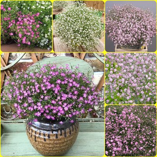 เมล็ดพันธุ์ดอกยิปโซคละสี Gypsophila Gypsy White-Seeds/Multi-Pelleted 100แคปซูล/1ซอง #FL09