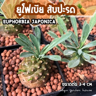 🍍🌴ยูโฟเบียสับปะรด ไม้โขดน่าสะสม Euphorbia Japonica ขนาดต้น 3-4cm🌴🍍