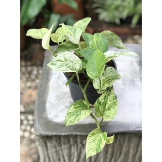 พลูหินอ่อน Epipremnum aureum (Lind. &amp; Andre) Bunting Marble Queen