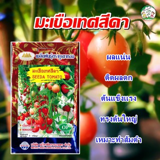 เมล็ดมะเขือเทศสีดา SEEDA TOMATO เมล็ดพันธุ์มะเขือเทศสีดา มะเขือเทศสีดา เมล็ดผักสวนครัว ตราภูเขาทอง