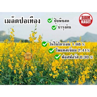 เมล็ดพันธุ์ปอเทือง ดอกปอเทือง ดอกเหลือง ประดับสวยงาม พืชบำรุงดิน ให้ปุ๋ยอินทรีย์ บรรจุ 5 กิโลกรัม