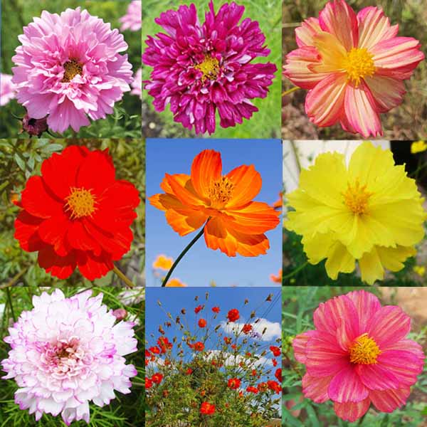 คอสมอสซ้อน คละสี🎯ถูกที่สุด10บ🎯เมล็ดพันธุ์คอสมอสซ้อน คละสี 20เมล็ด🌼ปลูกง่าย🎈ดอกสวย🌼ทนร้อน
