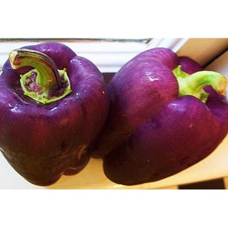 เมล็ด พริกหวานแคลิฟอร์เนียสีม่วง - Purple Sweet Pepper