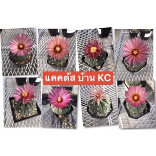 แคคตัส แอสโตร ดอกชิน/ดอกชมพู/ดอกแดง