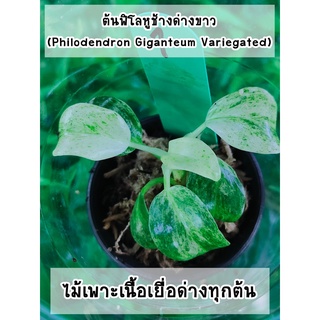 ต้นฟิโลหูช้างด่างขาว (Philodendron Giganteum Variegated) ไม้เพาะเนื้อเยื่อด่าง