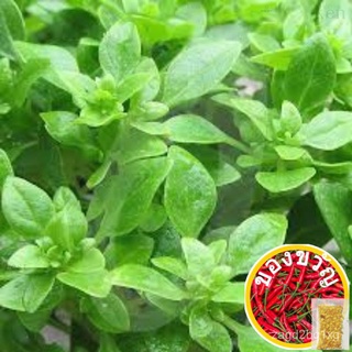 30 Seeds Greek Basil Non Gmo Non Chemically Treated Ship fr SGเด็ก/แอปเปิ้ล/เมล็ด/ผู้ชาย/มะละกอ/ผักชี/กระโปรง/สร้อยข้อมื