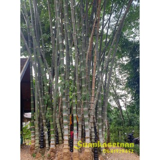 ไผ่ตงหม้อ Dendrocalamus asper พร้อมส่ง