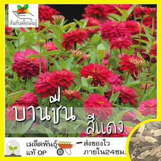 เมล็ดพันธุ์ ดอกบานชื่น สีแดง 100 เมล็ด Red Cherry Queen Zinnia เมล็ดพันธุ์แท้ นำเข้าจากต่างประเทศ ปลูกผัก สวนครัว โตไว