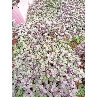 ตัดสดริบบิ้นชาลี สีด่างชมพู,สีทอง‼️แถมเบียงก้า5กิ่ง‼️กล่อง00, กล่อง0,กล่องA